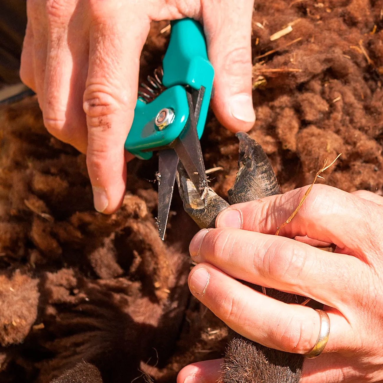 Supersharp Footrot Shear